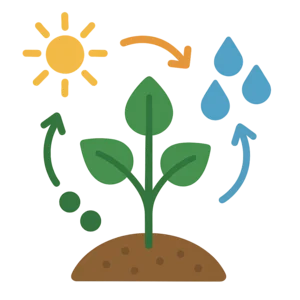 Illustration of Photosynthesis
