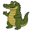 American Alligator