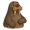 Illustration of Walrus