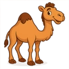 Dromedary Camel