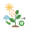 Illustration of Photosynthesis