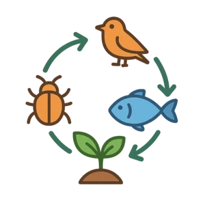 Illustration of Food chain