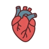 Illustration of Human Heart