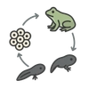 Illustration of Animal Life Cycles