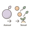 Asexual and Sexual Reproduction