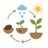 How a Seed Grows