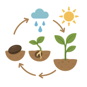 Illustration of How a Seed Grows