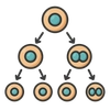 Cell Division (Mitosis and Meiosis)