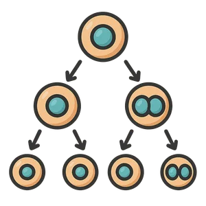Illustration of Cell Division (Mitosis and Meiosis)