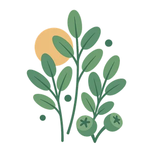 Illustration of Eucalyptus