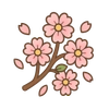 Kirschblüten (Sakura)