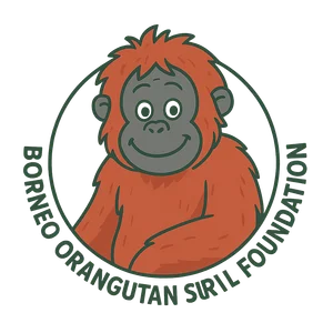 Illustration of Borneo Orangutan Survival Foundation