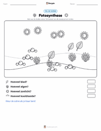Fotosynthese afdrukbare werkblad voorbeeld