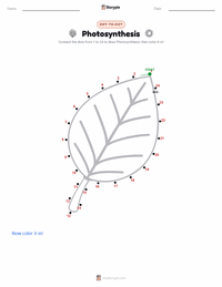 Photosynthesis printable worksheet preview