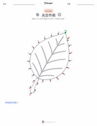 光合作用 可打印工作表预览