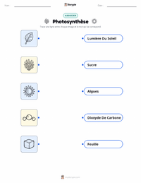 Feuille de travail imprimable Photosynthèse pour les enfants