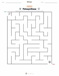 Fotosynthese afdrukbare werkblad voorbeeld