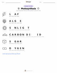 Photosynthesis printable worksheet preview