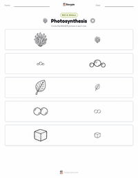 Photosynthesis printable worksheet preview