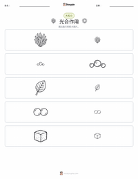光合作用 可打印工作表预览