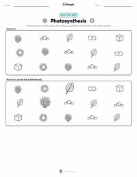 Photosynthesis printable worksheet preview