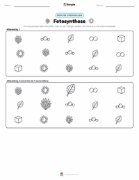 Fotosynthese afdrukbare werkblad voorbeeld