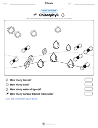 Chlorophyll printable worksheet preview
