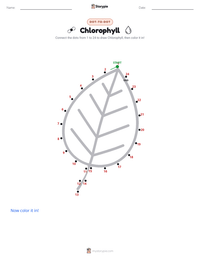Chlorophyll printable worksheet preview