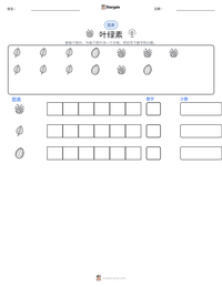 叶绿素 可打印工作表预览