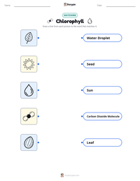 Chlorophyll printable worksheet for kids