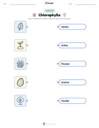 Feuille de travail imprimable Chlorophylle pour les enfants
