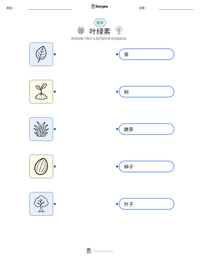 叶绿素 可打印工作表，适合儿童