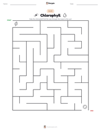 Chlorophyll printable worksheet preview
