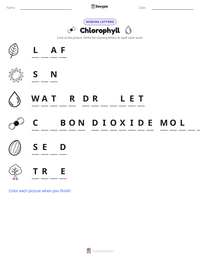 Chlorophyll printable worksheet preview
