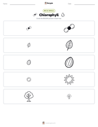 Chlorophyll printable worksheet preview