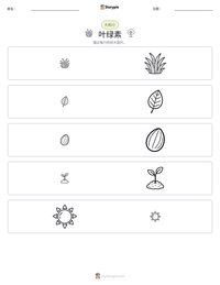 叶绿素 可打印工作表预览