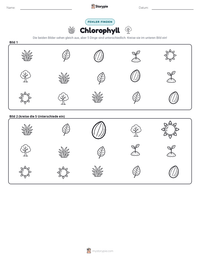 Chlorophyll druckbare Arbeitsblatt Vorschau
