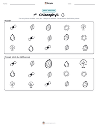Chlorophyll printable worksheet preview