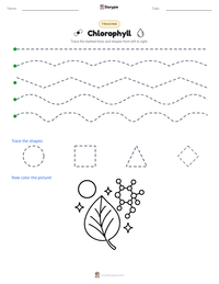 Chlorophyll printable worksheet preview