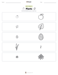 Plants printable worksheet preview