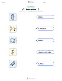Evolution druckbare Arbeitsblatt für Kinder