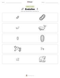 Evolution druckbare Arbeitsblatt Vorschau