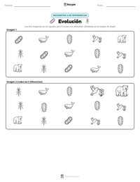 Vista previa de la hoja de trabajo imprimible de Evolución