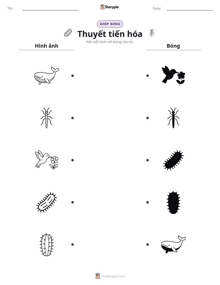 Ghép Hình Bóng