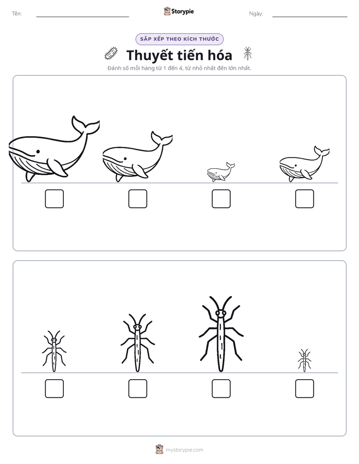Thứ Tự Kích Thước