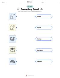 Dromedary Camel printable worksheet for kids