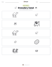 Dromedary Camel printable worksheet preview