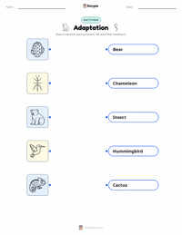 Adaptation printable worksheet preview
