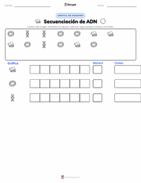 Vista previa de la hoja de trabajo imprimible de Secuenciación de ADN