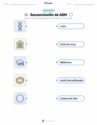 Hoja de trabajo imprimible de Secuenciación de ADN para niños